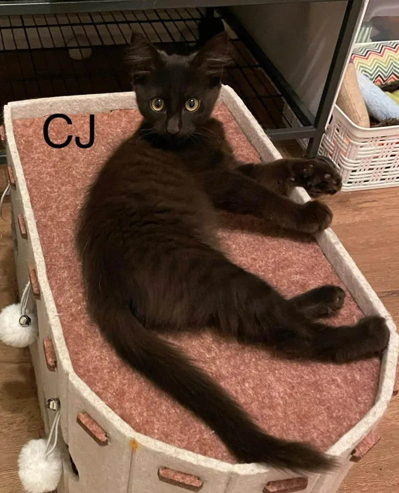 C.j.
