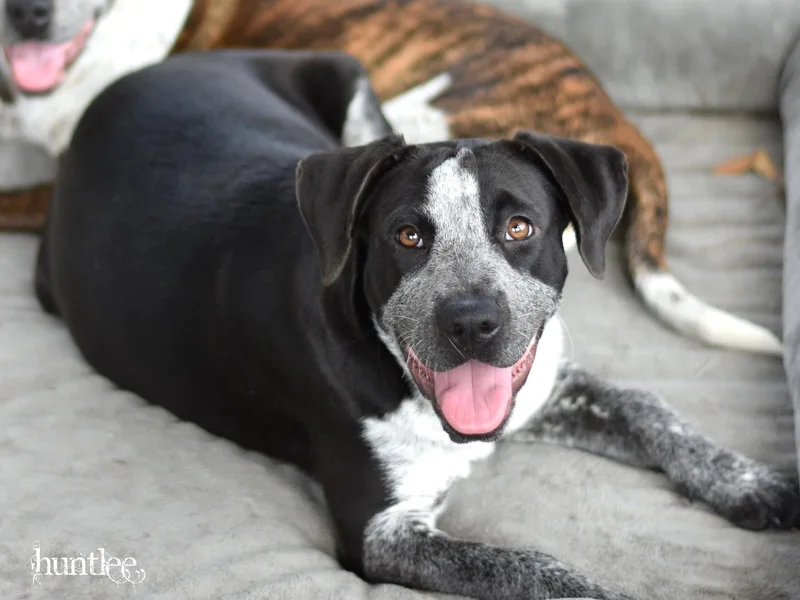 A baby medium-sized female Mixed Breed dog named Piper for adoption in Houston, TX