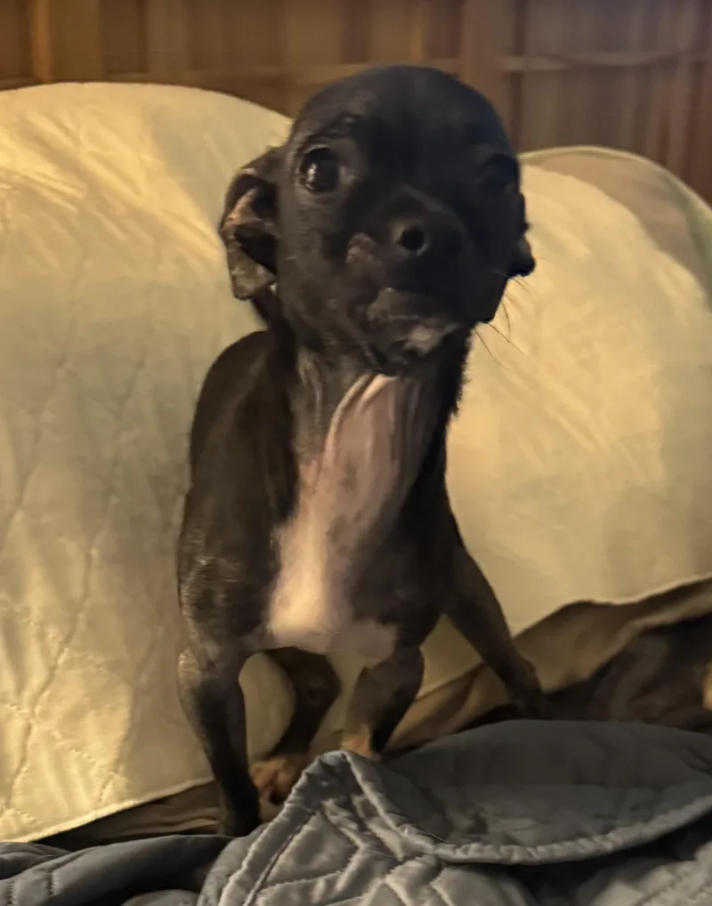 A young small-sized male Chihuahua dog named Tux for adoption in Glenwood City, WI