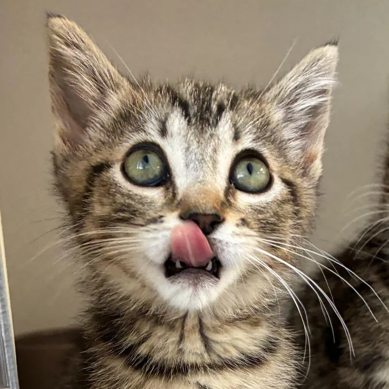 A baby small-sized female Brown / Chocolate Domestic Short Hair cat named Cranny for adoption in Redwood City, CA