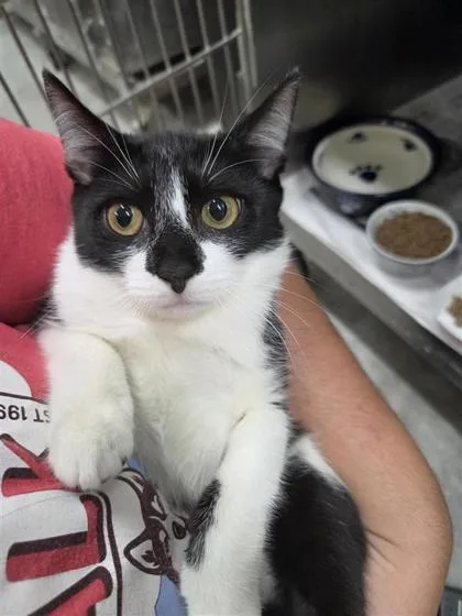 A baby small-sized female Domestic Short Hair cat named Juliette for adoption in Largo, FL
