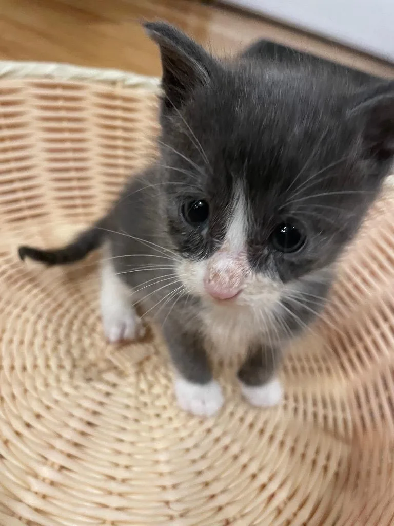 A baby small-sized male Domestic Short Hair cat named Peyton for adoption in Mena, AR