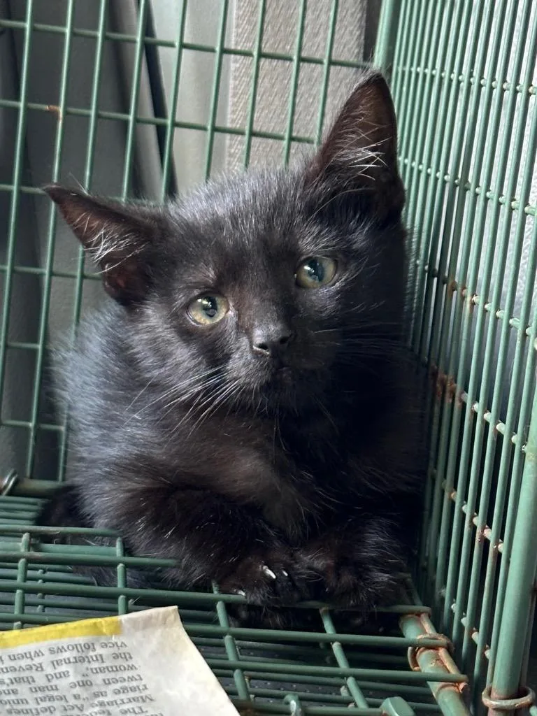 A baby small-sized female Domestic Short Hair cat named Primo for adoption in Bossier City, LA