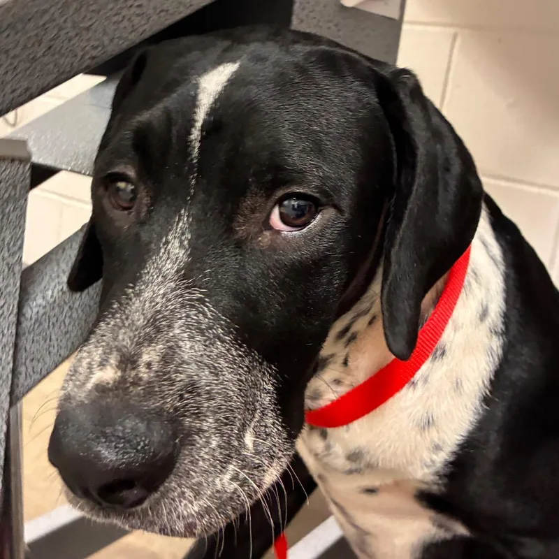 A baby small-sized male Black Labrador Retriever dog named Lasso for adoption in Manhattan, KS