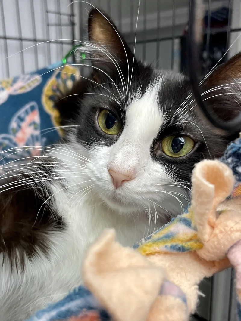 A young medium-sized female Black & White / Tuxedo Domestic Short Hair cat named Manicotti for adoption in Plano, TX
