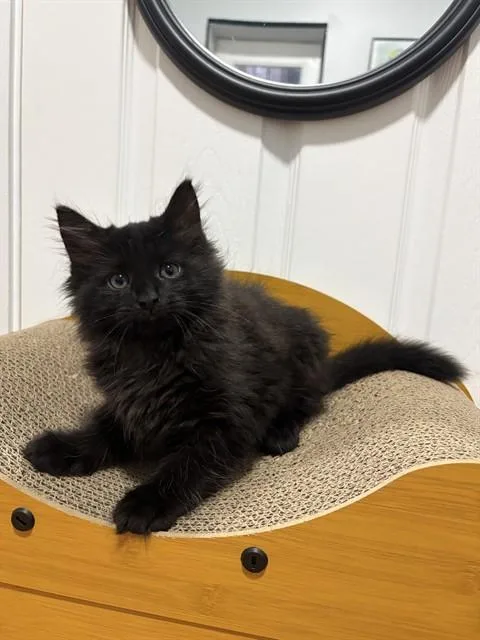A baby medium-sized female Domestic Long Hair cat named Loon for adoption in Boston, MA