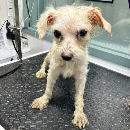 A young small-sized male Standard Poodle dog named Statler for adoption in Oakland, CA