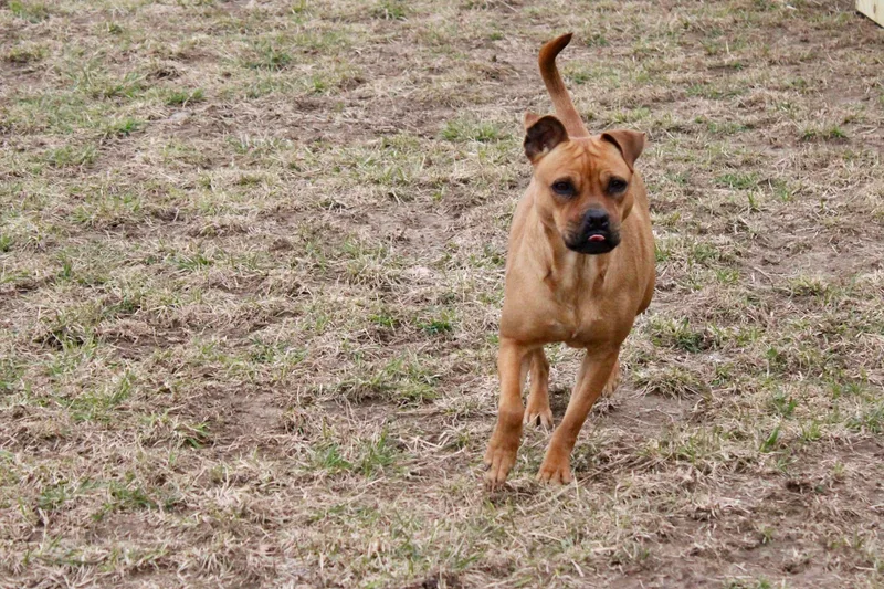 An adult medium-sized female Terrier dog named Alexa for adoption in Waukesha , WI