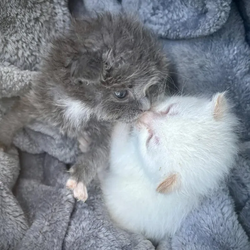 A baby small-sized female White Domestic Short Hair cat named Fallon for adoption in Lutz, FL