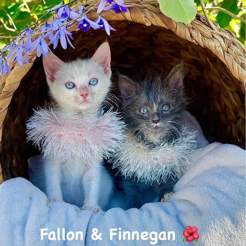 Fallon thumbnail 5