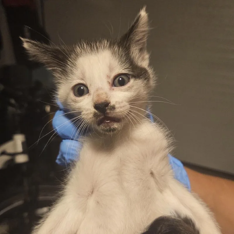 A baby small-sized female White Domestic Short Hair cat named Tansy for adoption in Danbury, CT