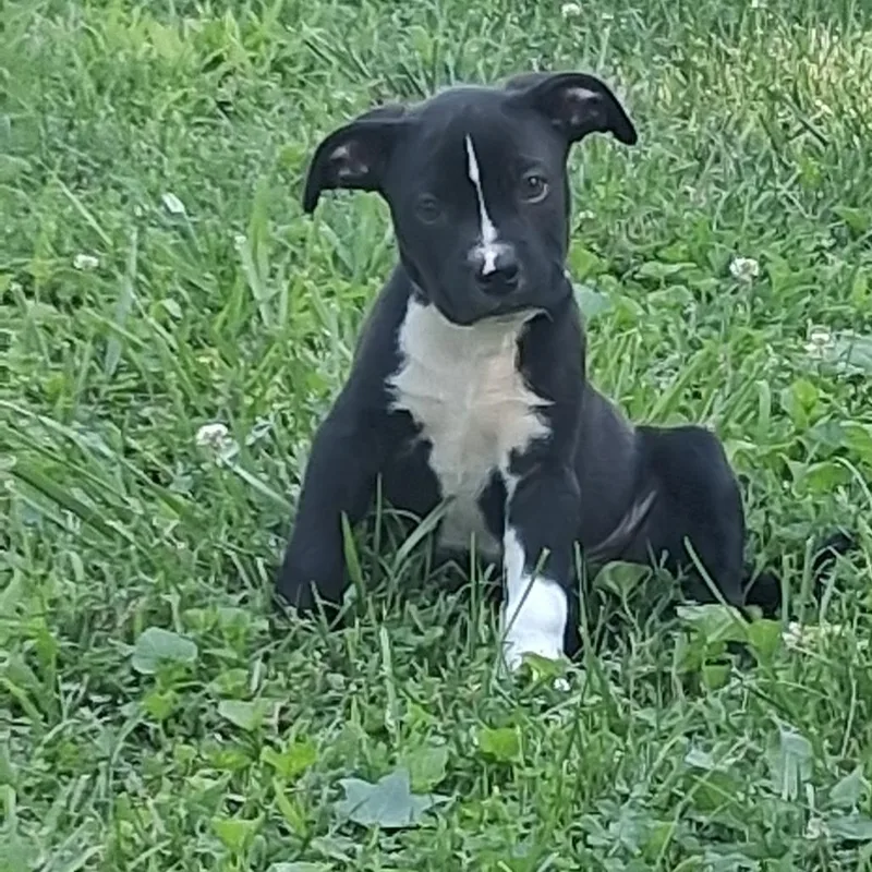 A baby small-sized male Black Pit Bull Terrier dog named Spuddy FC for adoption in Union, MO