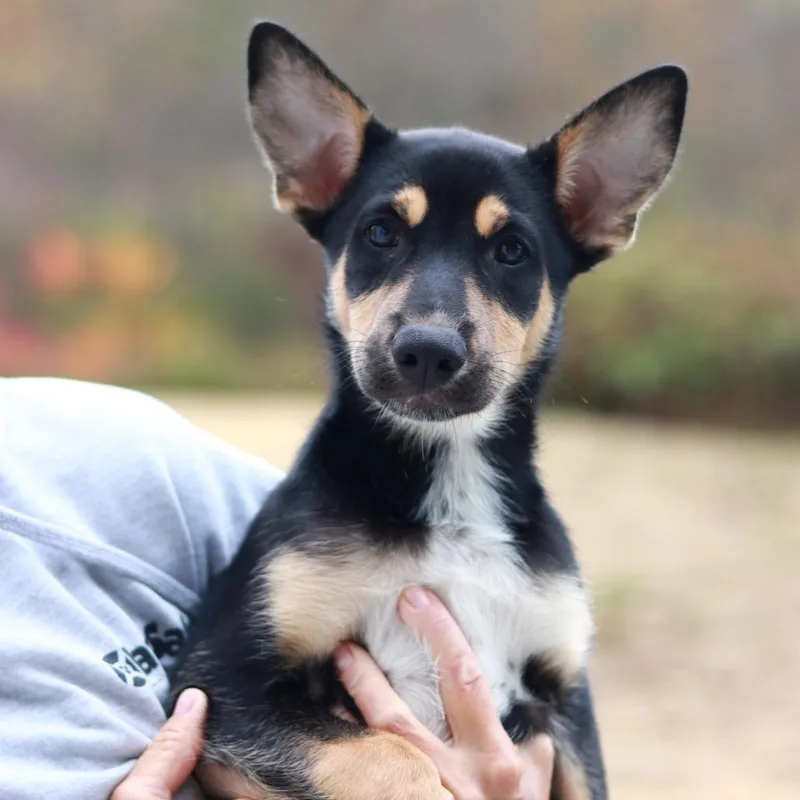 A baby large-sized male Black Shepherd dog named CT Twig avail Oct for adoption in Stormville, NY