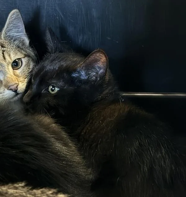 A young medium-sized male Domestic Short Hair cat named Case for adoption in Des Moines, IA