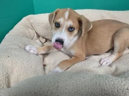 A baby medium-sized female Mixed Breed dog named Jill for adoption in Houston, TX