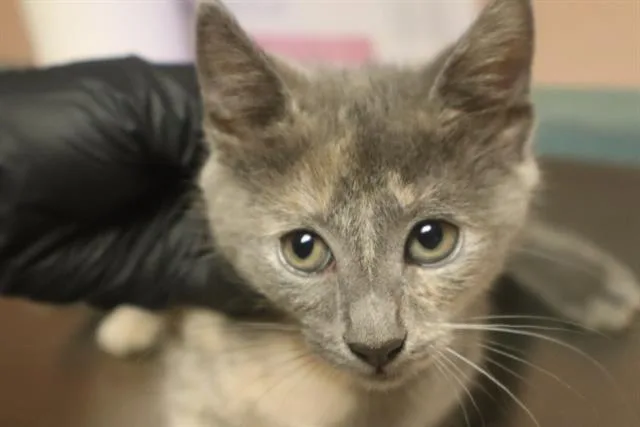 A baby small-sized female Domestic Short Hair cat named Olympia for adoption in Columbia, SC