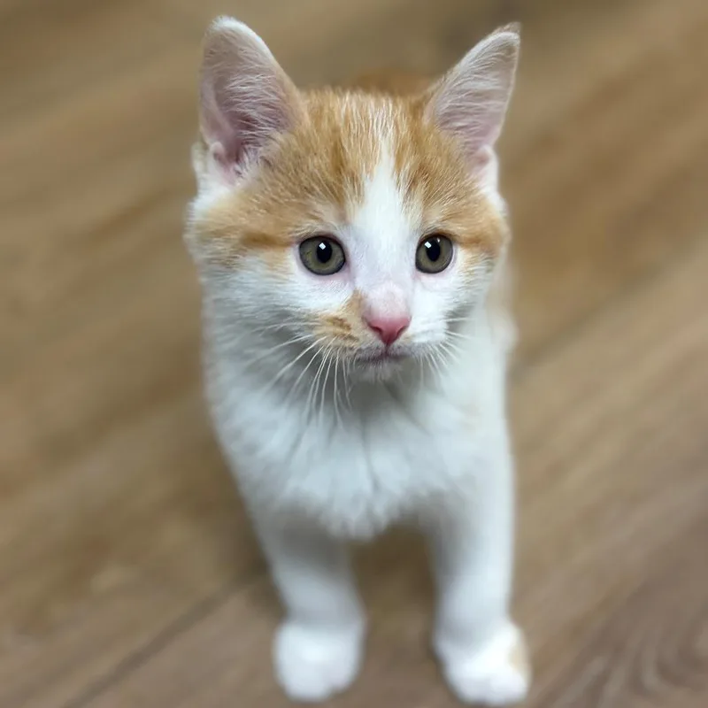 A baby small-sized male Orange / Red Domestic Short Hair cat named Elmer for adoption in Birmingham, AL