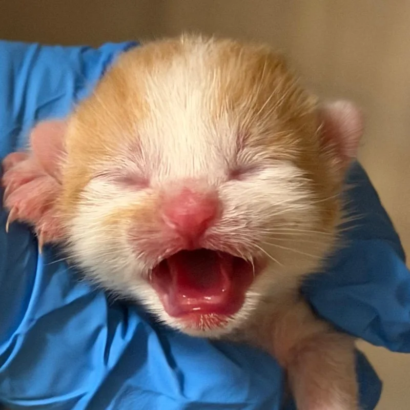 Elmer thumbnail 3