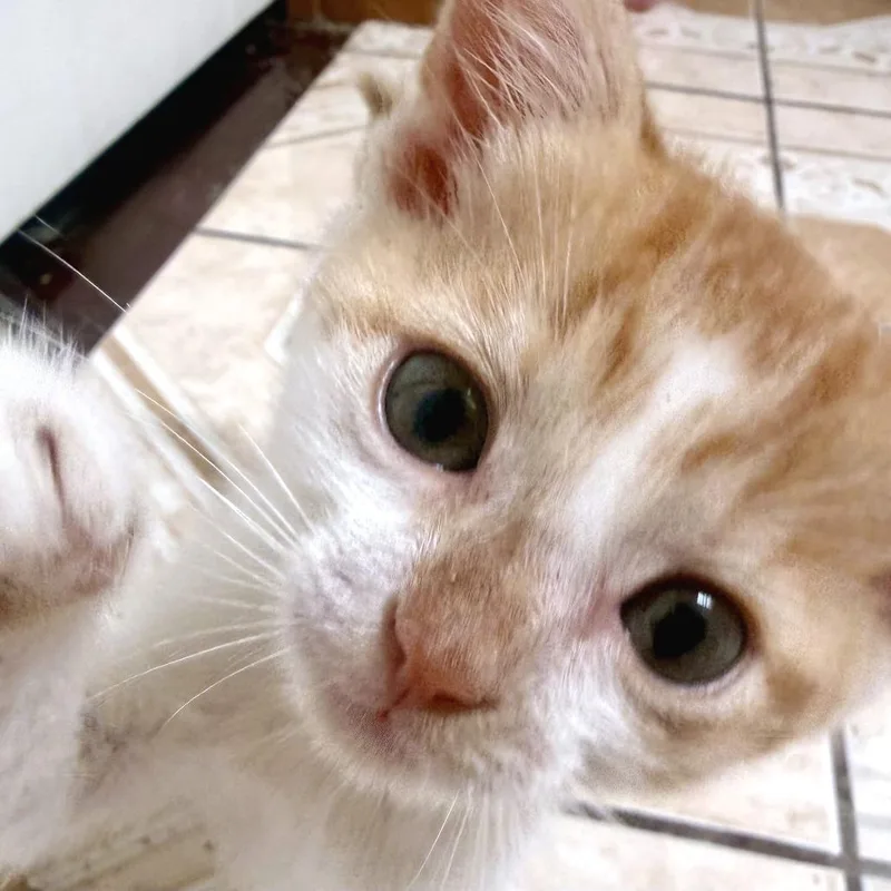 A baby small-sized male White Domestic Short Hair cat named You Smell Nice for adoption in Austin, TX