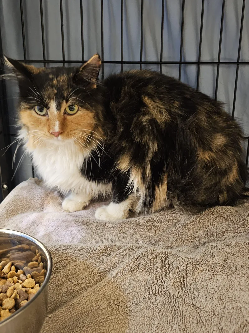 A young small-sized female Calico Domestic Long Hair cat named Ellie for adoption in Burlington, IA