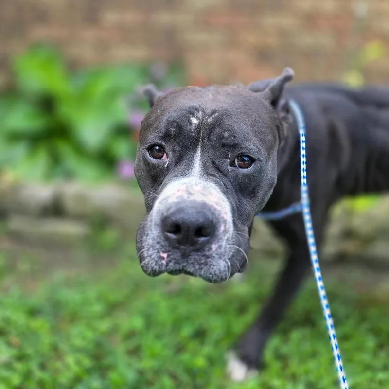 An adult medium-sized male Gray / Blue / Silver Boxer dog named Tommy for adoption in Jasper, IN
