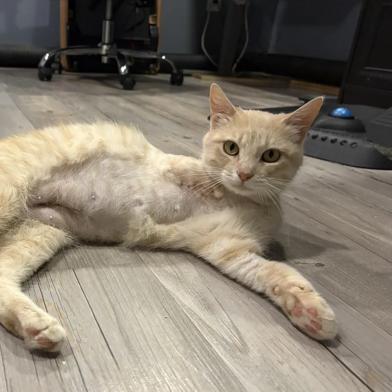 A young medium-sized female Cream / Ivory Domestic Short Hair cat named Winter Moon Fc for adoption in Union, MO