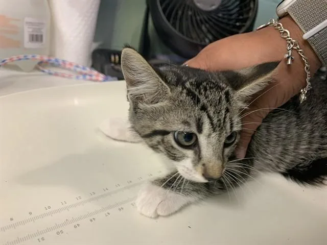 A baby small-sized female Domestic Short Hair cat named Boom for adoption in Grand Prairie, TX