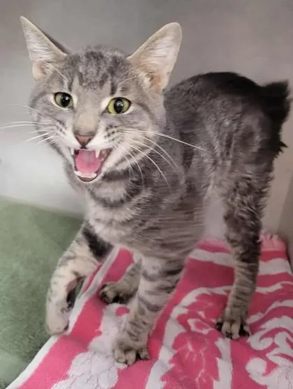 An adult medium-sized male Gray / Blue / Silver Domestic Short Hair cat named Oliver Twist for adoption in Waupaca, WI