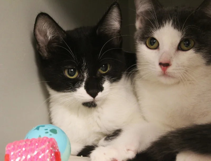 A young medium-sized female Black & White / Tuxedo Domestic Short Hair cat named Mochi for adoption in Yucca Valley, CA