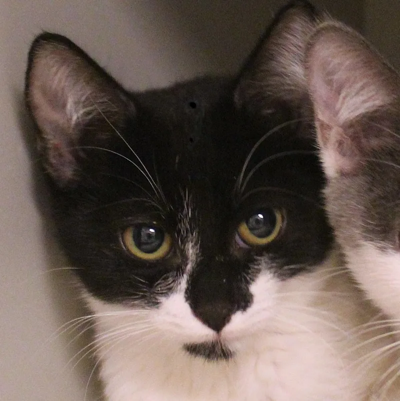 Mochi thumbnail 2