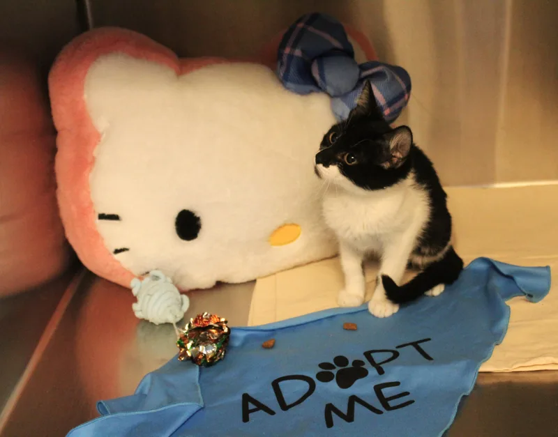 Mochi thumbnail 3