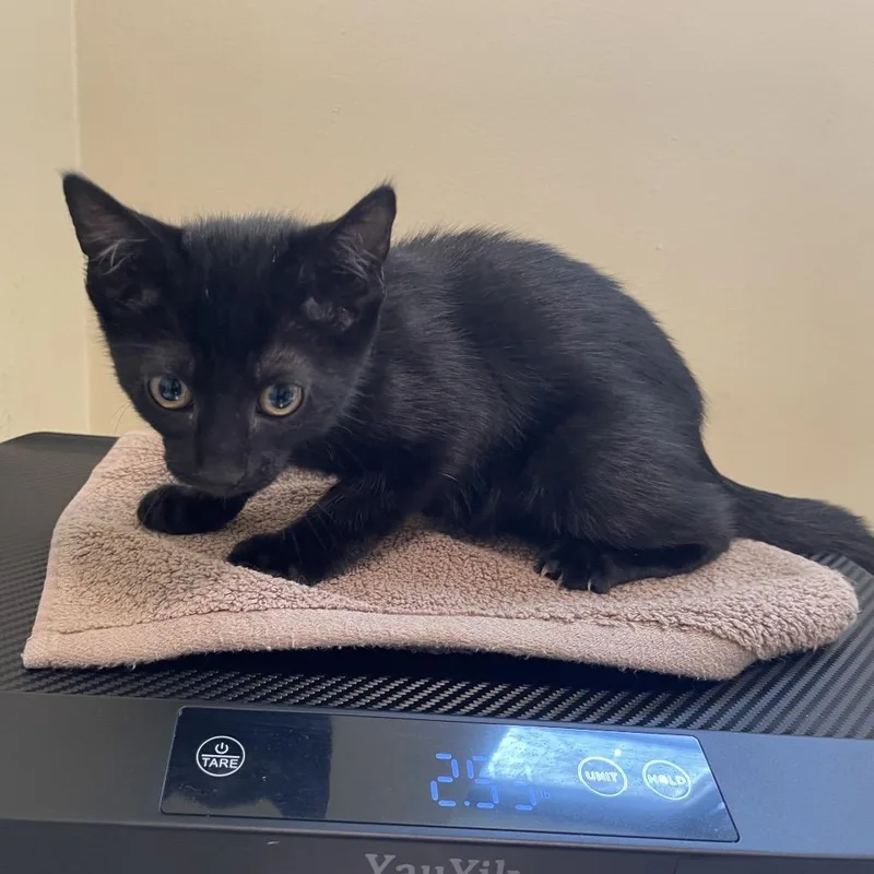 A baby small-sized female Black Domestic Short Hair cat named Princess Tiana for adoption in Pasadena, CA