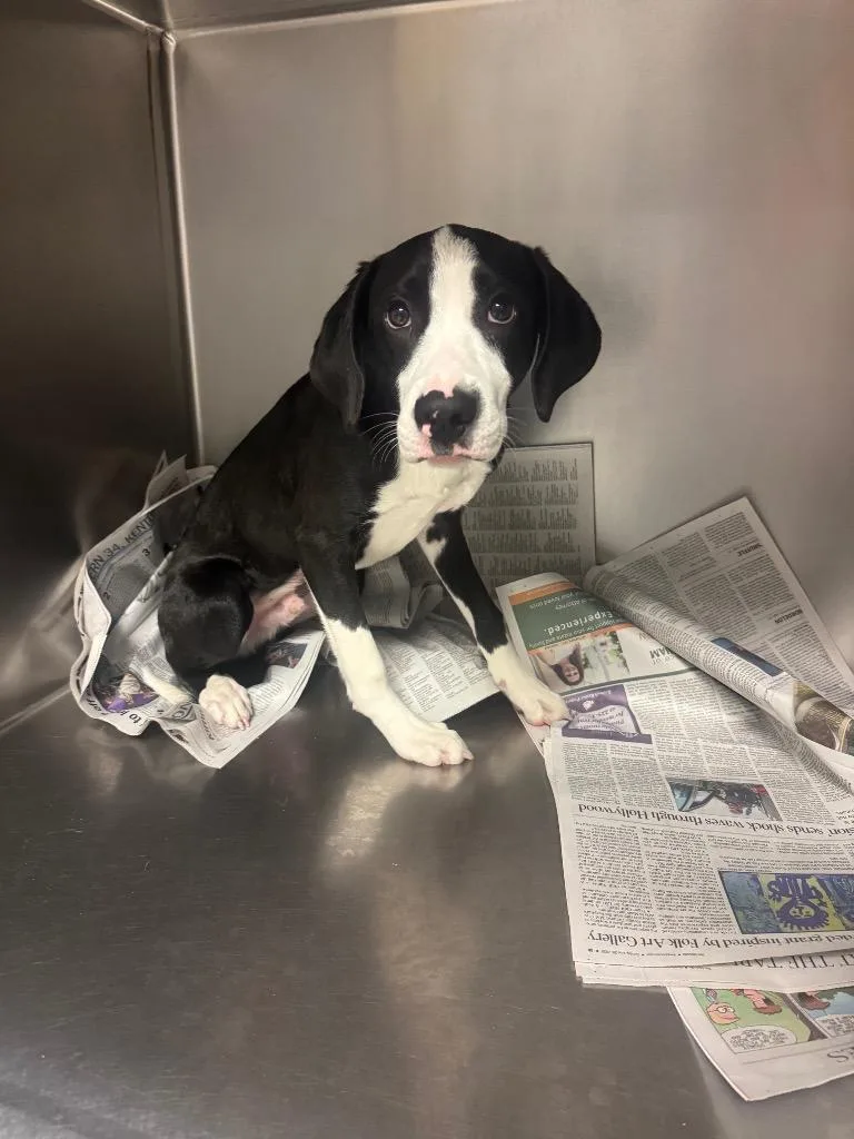 A baby medium-sized male Mixed Breed dog named Aquilino for adoption in Sorrento, LA
