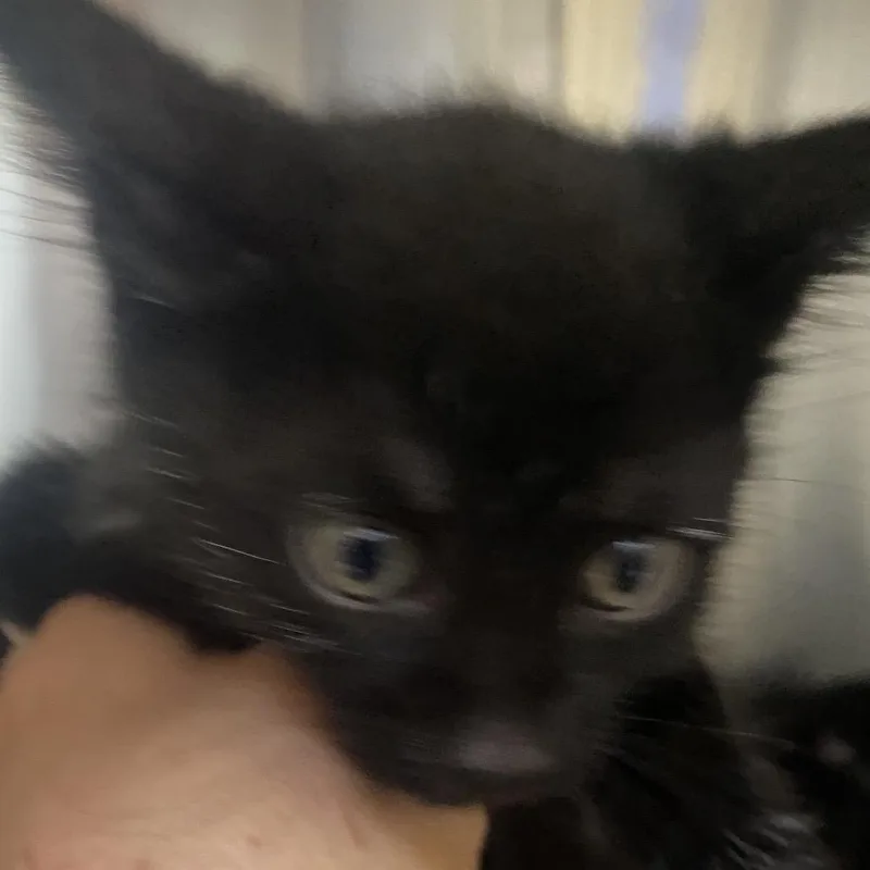 A baby small-sized male Black Domestic Short Hair cat named Spud for adoption in Blairsville, GA