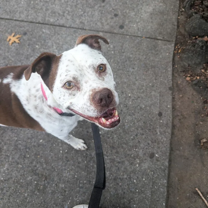 An adult medium-sized male Gray / Blue / Silver American Staffordshire Terrier dog named Freckles for adoption in Long Island City, NY
