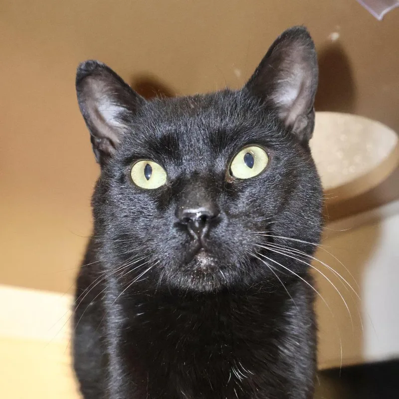 A young small-sized male Black Domestic Short Hair cat named Fedi for adoption in Briarcliff Manor, NY