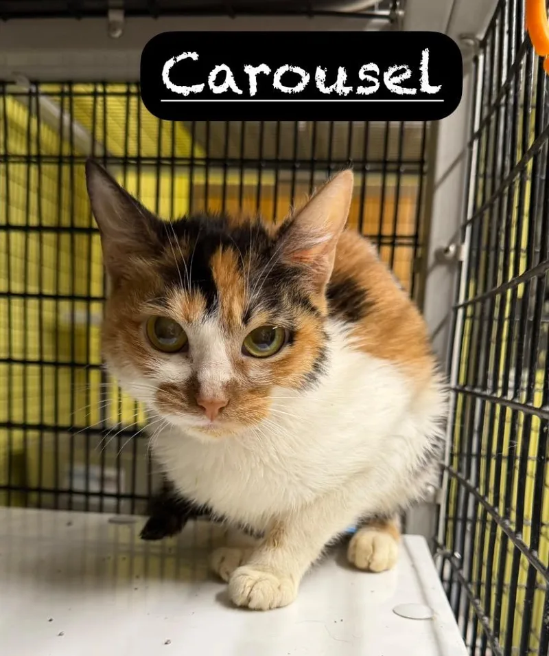 Carousel thumbnail 3