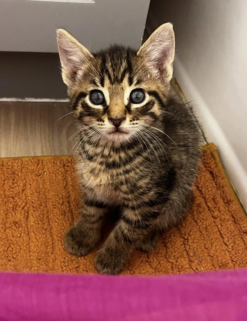 A young medium-sized male Domestic Short Hair cat named Whopper for adoption in Rockville, MD