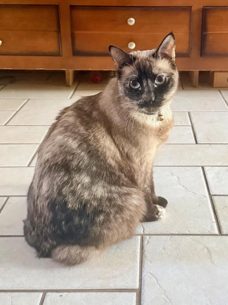 An adult medium-sized female Siamese cat named Eva for adoption in Stagecoach, NV