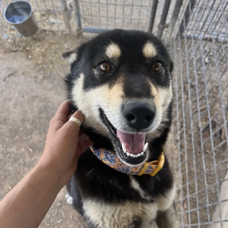 An adult medium-sized female Black Husky dog named Lavender for adoption in Taos, NM