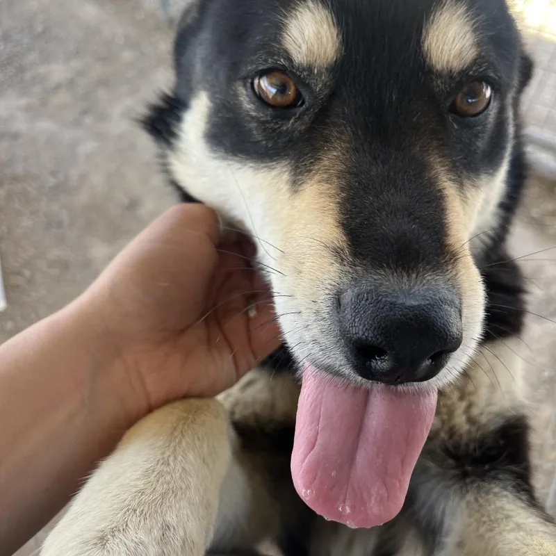 Lavender thumbnail 2