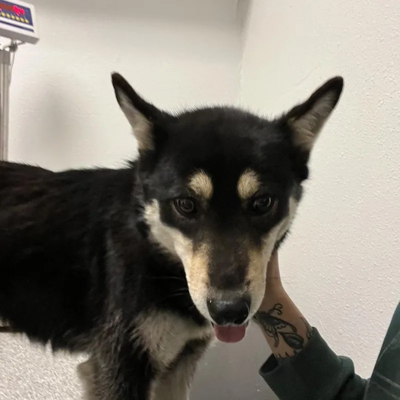 Lavender thumbnail 3