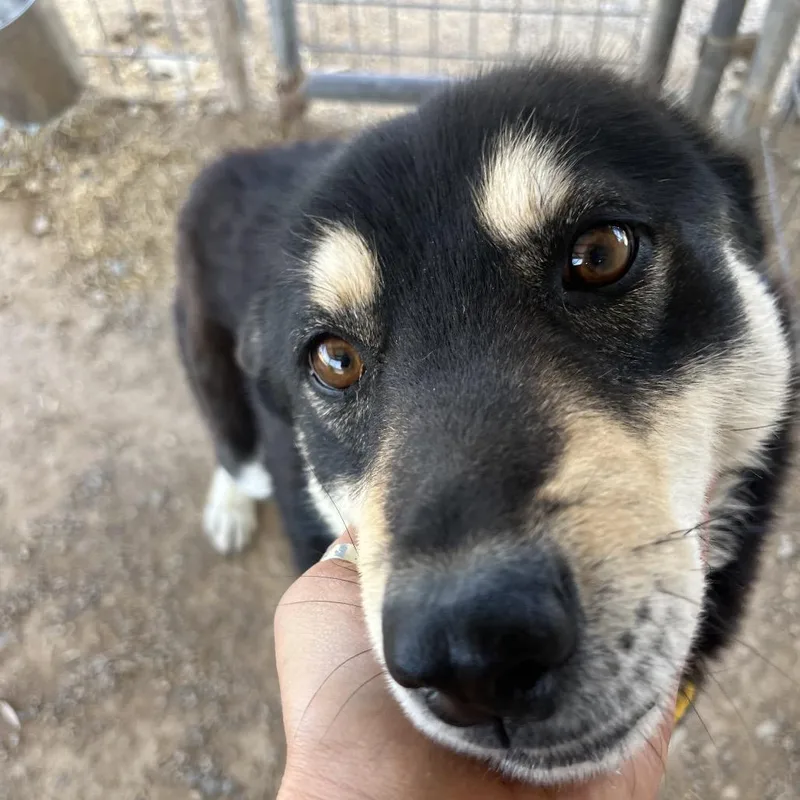 Lavender thumbnail 4