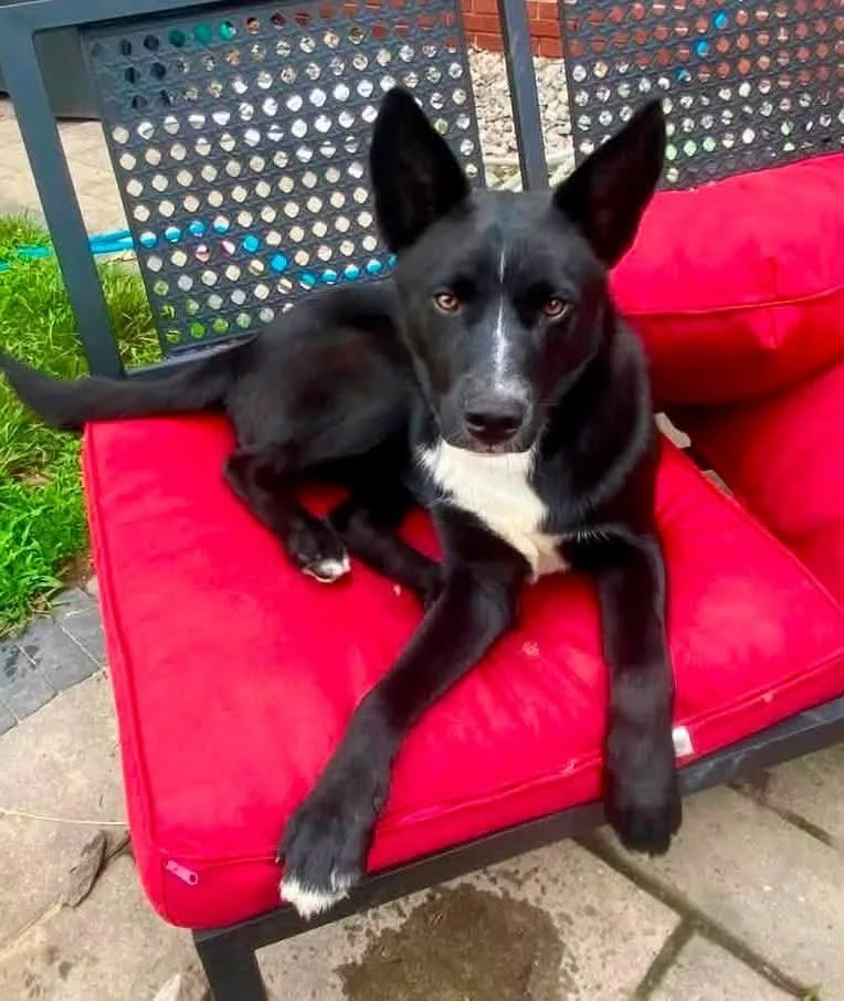 A young medium-sized male Retriever dog named Fezz for adoption in Wappingers Falls, NY