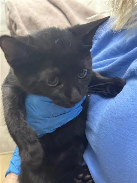A baby small-sized male Domestic Short Hair cat named Brussel Sprouts for adoption in Derwood, MD
