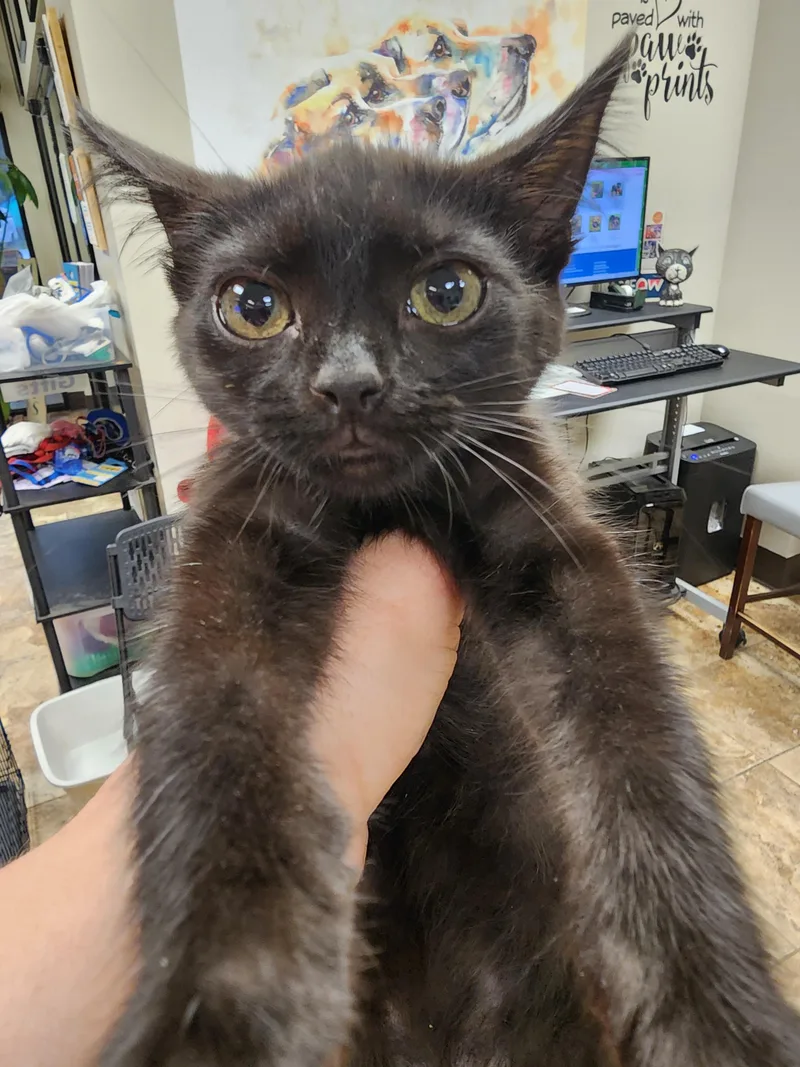 A baby small-sized female Domestic Short Hair cat named Muffin $ for adoption in Seneca, SC