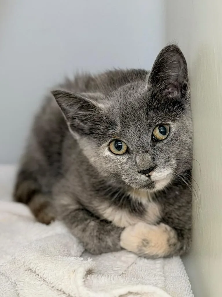 A baby medium-sized female Domestic Short Hair cat named Insurance for adoption in Menomonie, WI