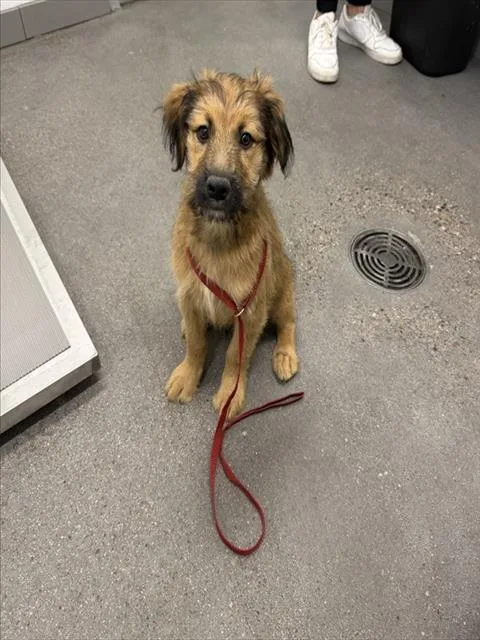 A baby large-sized male German Shepherd Dog dog named Meeko for adoption in Mesa, AZ