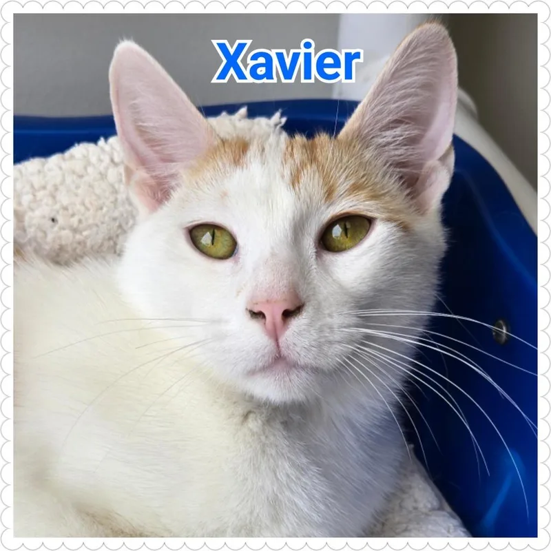 A baby medium-sized male Domestic Short Hair cat named Xavier for adoption in North Saint Paul, MN
