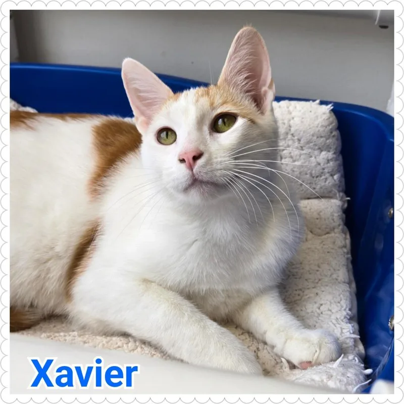 Xavier thumbnail 2